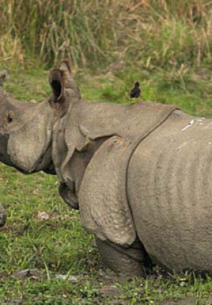 Assam - 5 Night / 6 Days